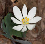 Bloodroot